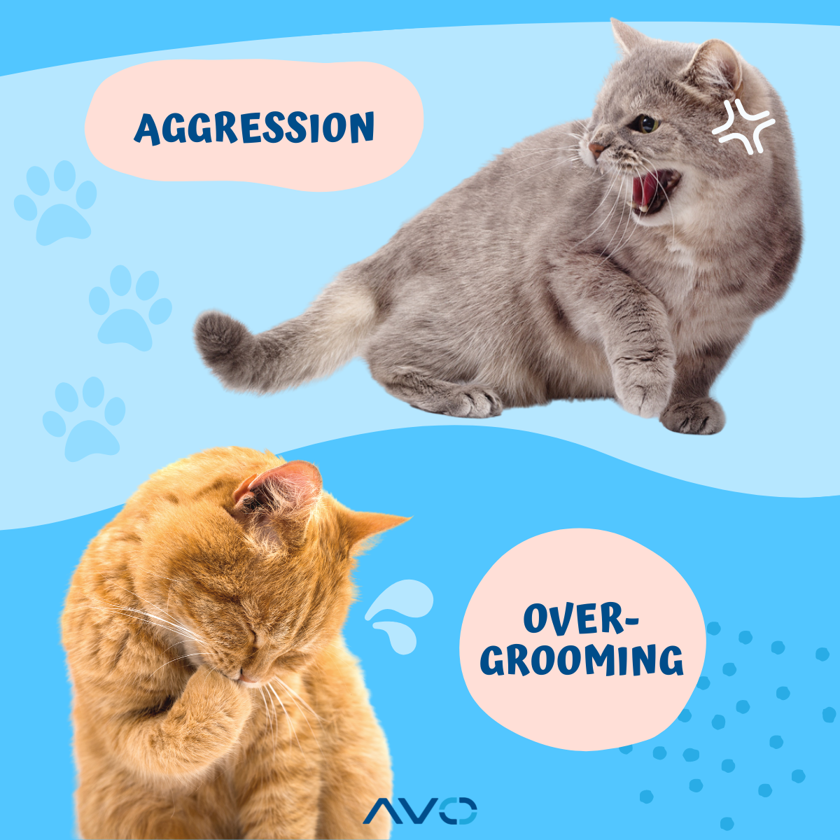 Stress Cat Body Languages