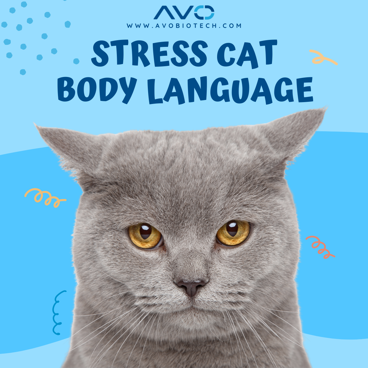 stress-cat-body-languages