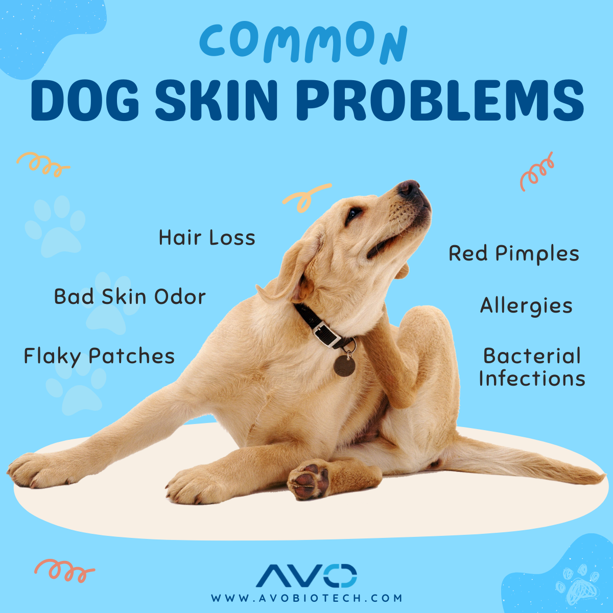 Common dog skin problem